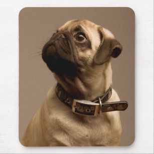 Mops Welpe Hund Canine Computer Mousepad