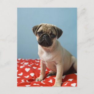 Mops Welpe im Bett Postkarte