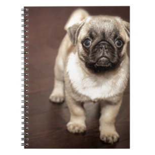 Mops-Welpe Notizblock