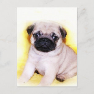 Mops Welpe-Postkarte Postkarte