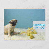 Mops Welpe sitzend auf dem Bett neben dem Telefon 