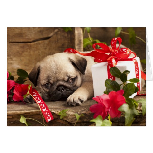 Mops Welpe und Geschenkboxen (Vorderseite (Horizontal))