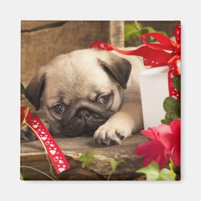 Mops Welpe und Geschenkboxen Magnet (Vorne)