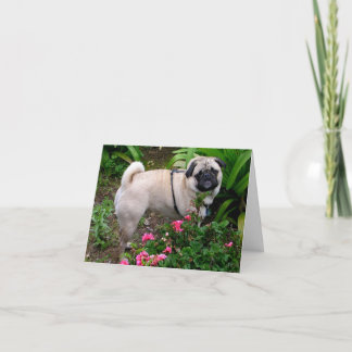 Mops Welpen Dockingkarte Karte