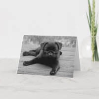 Mops Welpen-Dockingkarte