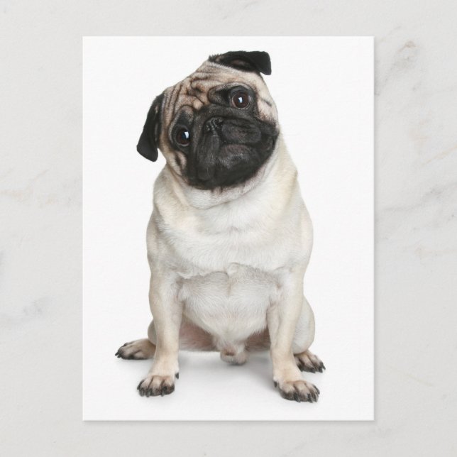 Mops Welpen Hund Gruß Postkarte (Vorderseite)