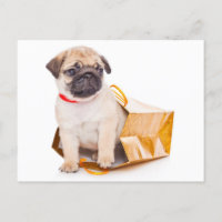 Mops Welpen Hund Gruß Postkarte