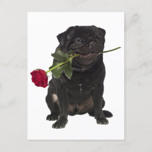 Mops Welpen Hund Gruß Postkarte