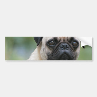 Mops-Welpen-HundeAutoaufkleber Autoaufkleber