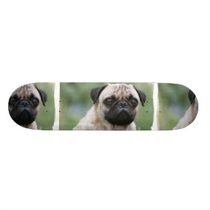 Mops-Welpen-HundeSkateboard Skateboard