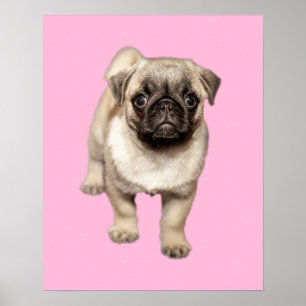 Mops-Welpen-kundenspezifische Hintergrund-Farbe Poster