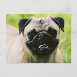 Mops-Welpenkarte Postkarte