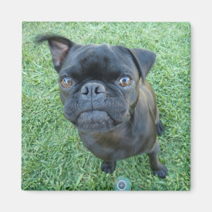 Mops-Welpenmagnet Magnet