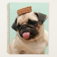 Mops Will Leckereien