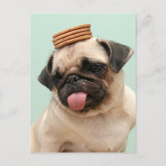 Mops Will Leckereien Postkarte