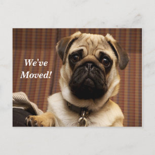 Mops Wir haben eine neue Postkarte