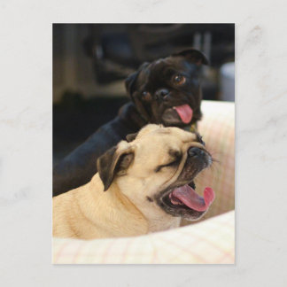 Mops Yawn Postkarte