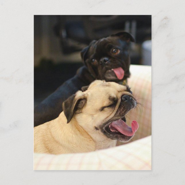 Mops Yawn Postkarte (Vorderseite)