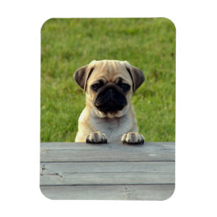 Mopsfoto Magnet