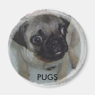 Mopsmagnet Magnet