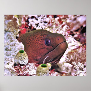 Moray Portrait Poster