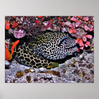 Moray und Freunde