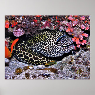 Moray und Freunde Poster