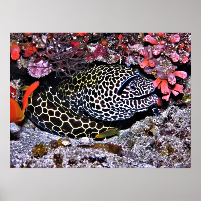 Moray und Freunde Poster (Vorne)