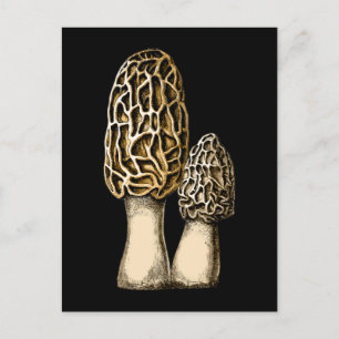 Morchel-Pilz alte botanische Illustration Postkarte