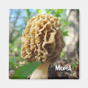 Morchel-Pilz-Magnet Magnet