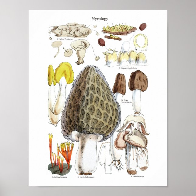 Morchel-Pilz-Plakat Poster (Vorne)