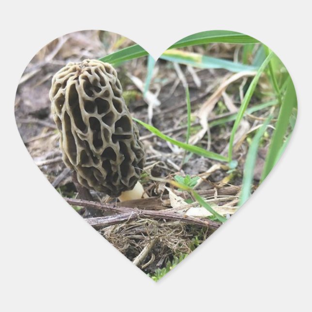 Morchella esculenta, Black Morel, Morel Mushroom Herz-Aufkleber (Vorderseite)