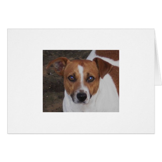 Mörder A.H. Airheart, des Jacks Russell, der Maus (Vorderseite (Horizontal))