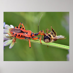 Mörder, die eine Biene essen Poster