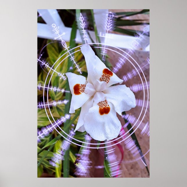 moreia branca poster (Vorne)