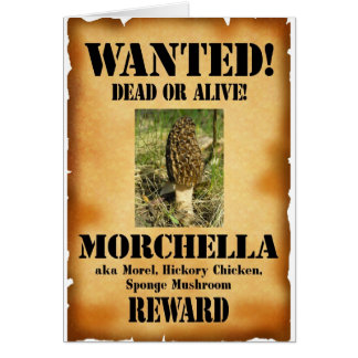 Morel - Gewollt Poster
