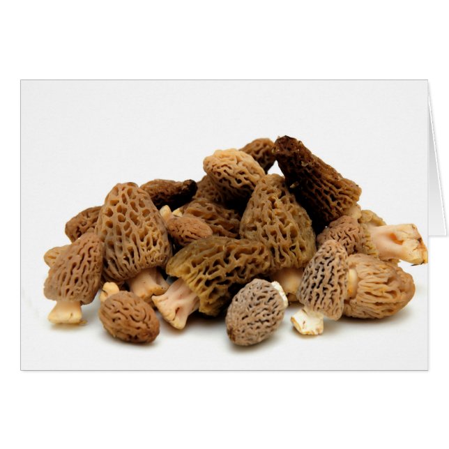 Morel Mushroom (Vorderseite (Horizontal))