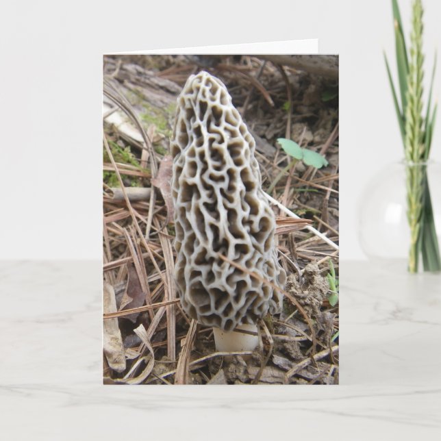 Morel Mushroom Card Karte (Vorderseite)