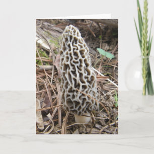 Morel Mushroom Card Karte