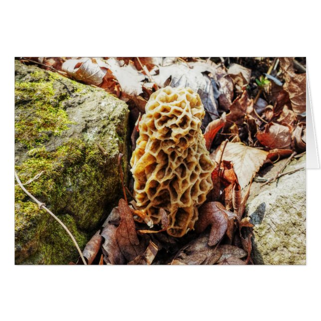 Morel Mushroom in der Wildnis (Vorderseite (Horizontal))