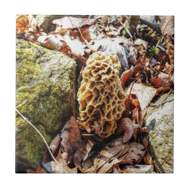 Morel Mushroom in der Wildnis Fliese (Vorderseite)