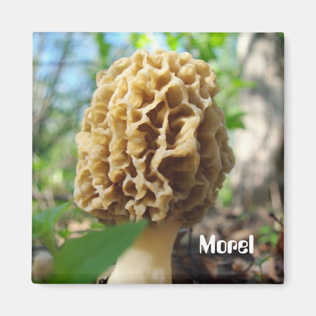 Morel Mushroom Magnet (Vorne)