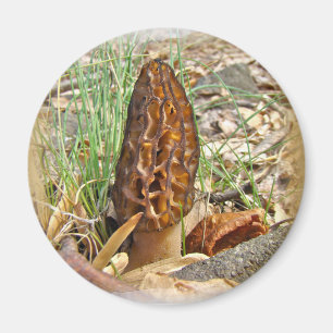 Morel Mushroom Magnet