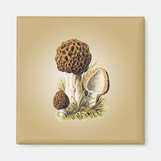 Morel Mushroom Magnet (Vorne)