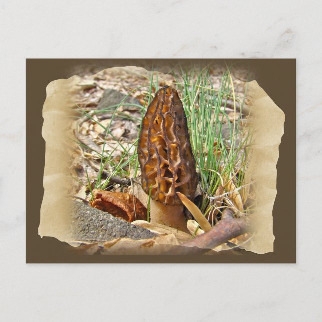 Morel Mushroom Postkarte (Vorderseite)