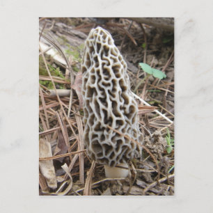 Morel Mushroom Postkarte