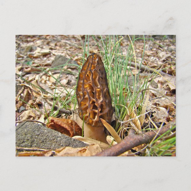 Morel Mushroom Postkarte (Vorderseite)