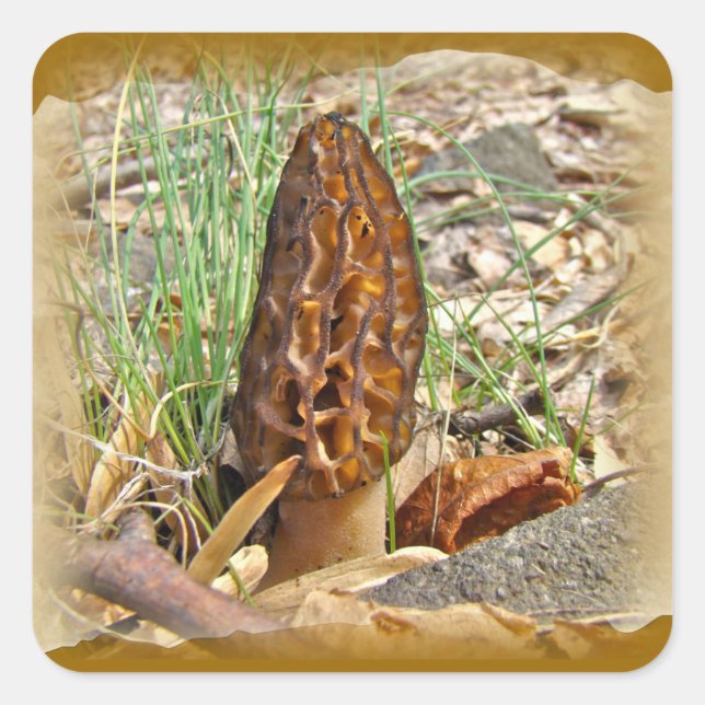 Morel Mushroom Quadratischer Aufkleber (Vorderseite)