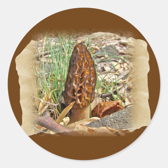 Morel Mushroom Runder Aufkleber (Vorderseite)