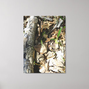 Morel Patch auf Leinwand
